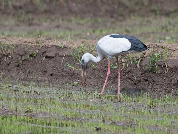 <h3><a href="/trips/srilanka/biota/animalia/chordata/aves/014 ciconiiformes/001 ciconiidae/anastomus oscitans/anastomus oscitans-nl.html">Anastomus&nbsp;oscitans</a> / Asian&nbsp;openbill / Indische&nbsp;gaper</h3>NIKON D500 met AF-S Nikkor 300mm f/2.8G IF-ED VR II, 1/5000 sec  bij F2.8, ISO 250, afstand 44.6&nbsp;m